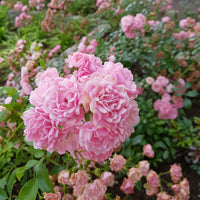 Bodendeckende Rose 'Rosa'  'The Fairy'® Rosa  - Wurzelnackte Pflanzen - Winterhart