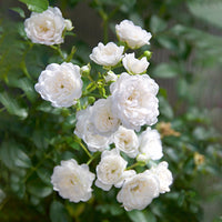 3x bodendeckende Rose  Rosa 'Crystal Fairy'® Weiß  - Wurzelnackte Pflanzen - Winterhart