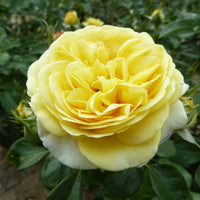 Büschelrose  Rosa 'Inka'® Gelb  - Wurzelnackte Pflanzen - Winterhart