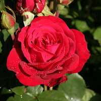 3x großblütige Rose Rosa 'Störtebeker'® Rot - Winterhart  - Wurzelnackte Pflanzen