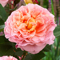 3x großblütige Rose  Rosa 'Augusta Luise'® Orange-Rosa  - Wurzelnackte Pflanzen - Winterhart
