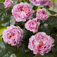 3x großblütige Rose  Rosa 'Eisvogel'® Rosa  - Wurzelnackte Pflanzen - Winterhart