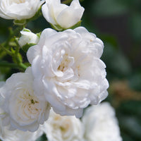 3x bodendeckende Rose  Rosa 'Crystal Fairy'® Weiß  - Wurzelnackte Pflanzen - Winterhart