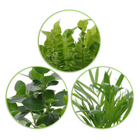 3x Luftreinigende Zimmerpflanzen - Mix Medium inkl. Dekotöpfe anthrazit - Geschenkidee