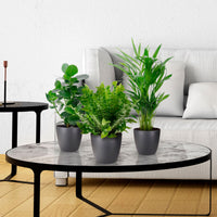 3x Luftreinigende Zimmerpflanzen - Mix Medium inkl. Dekotöpfe anthrazit - Geschenkidee