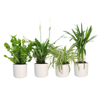 4x Luftreinigende Zimmerpflanzen - Mischung inkl. Ziertöpfe, weiß