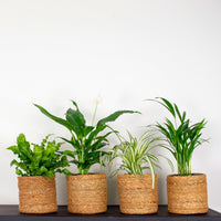 4x Luftreinigende Zimmerpflanzen - Mischung inkl. Körbe, braun