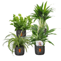 4x Luftreinigende Zimmerpflanzen - Mischung inkl. Ziertöpfe, schwarz