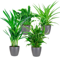 4x Luftreinigende Zimmerpflanzen - Mischung inkl. 4x Ziertöpfe, anthrazit