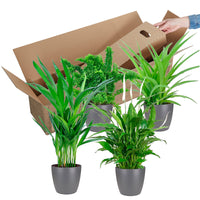 4x Luftreinigende Zimmerpflanzen - Mischung inkl. 4x Ziertöpfe, anthrazit