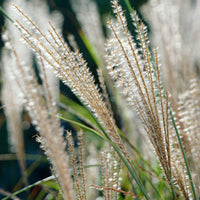 Chinagras Miscanthus 'Gracillimus' weiβ