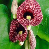 Pfeifenblume Aristolochia macrophylla lila-grün