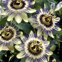 Passionsblume Passiflora 'Damsels Delight' lila - Winterhart