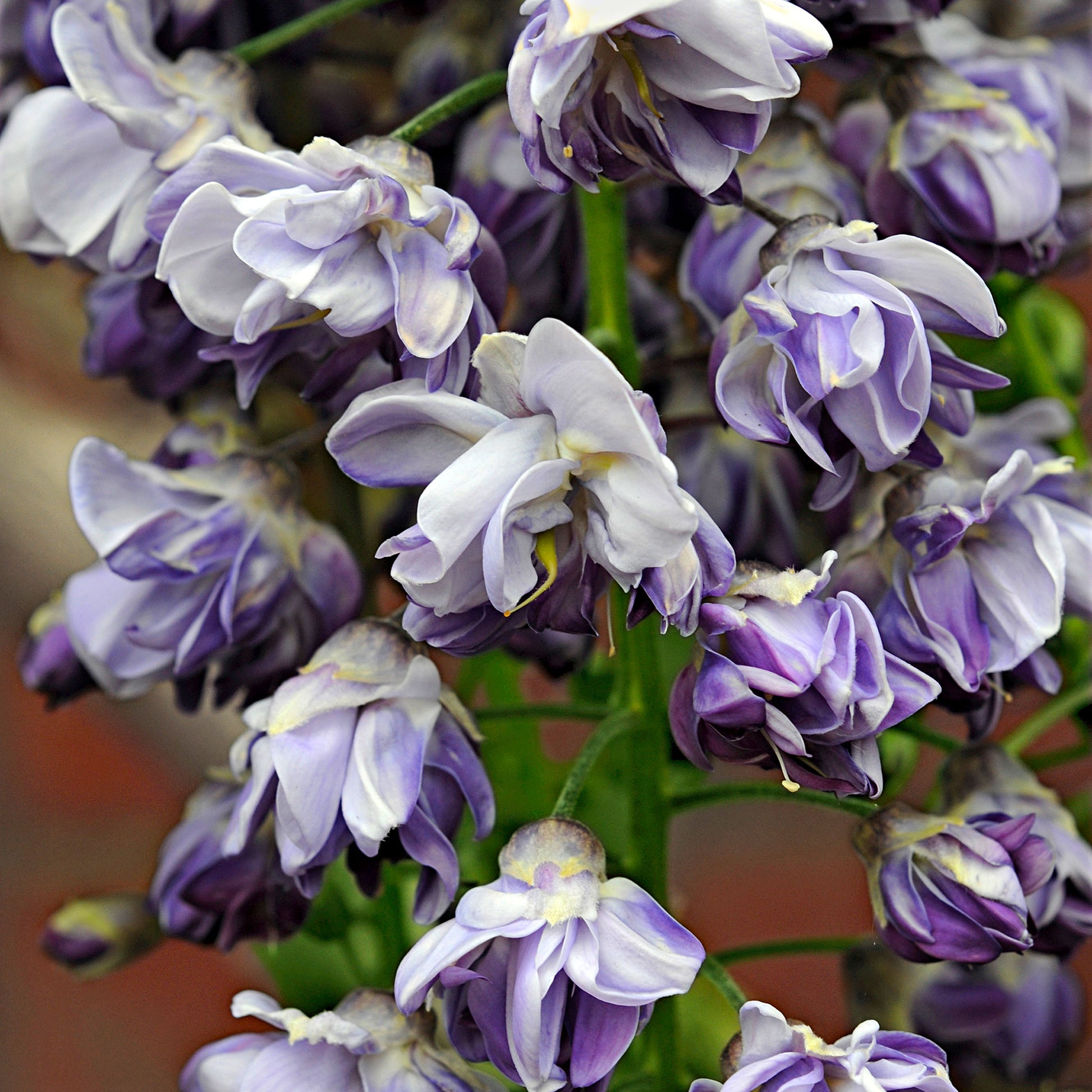 Blauregen Wisteria 'Black Dragon' lila