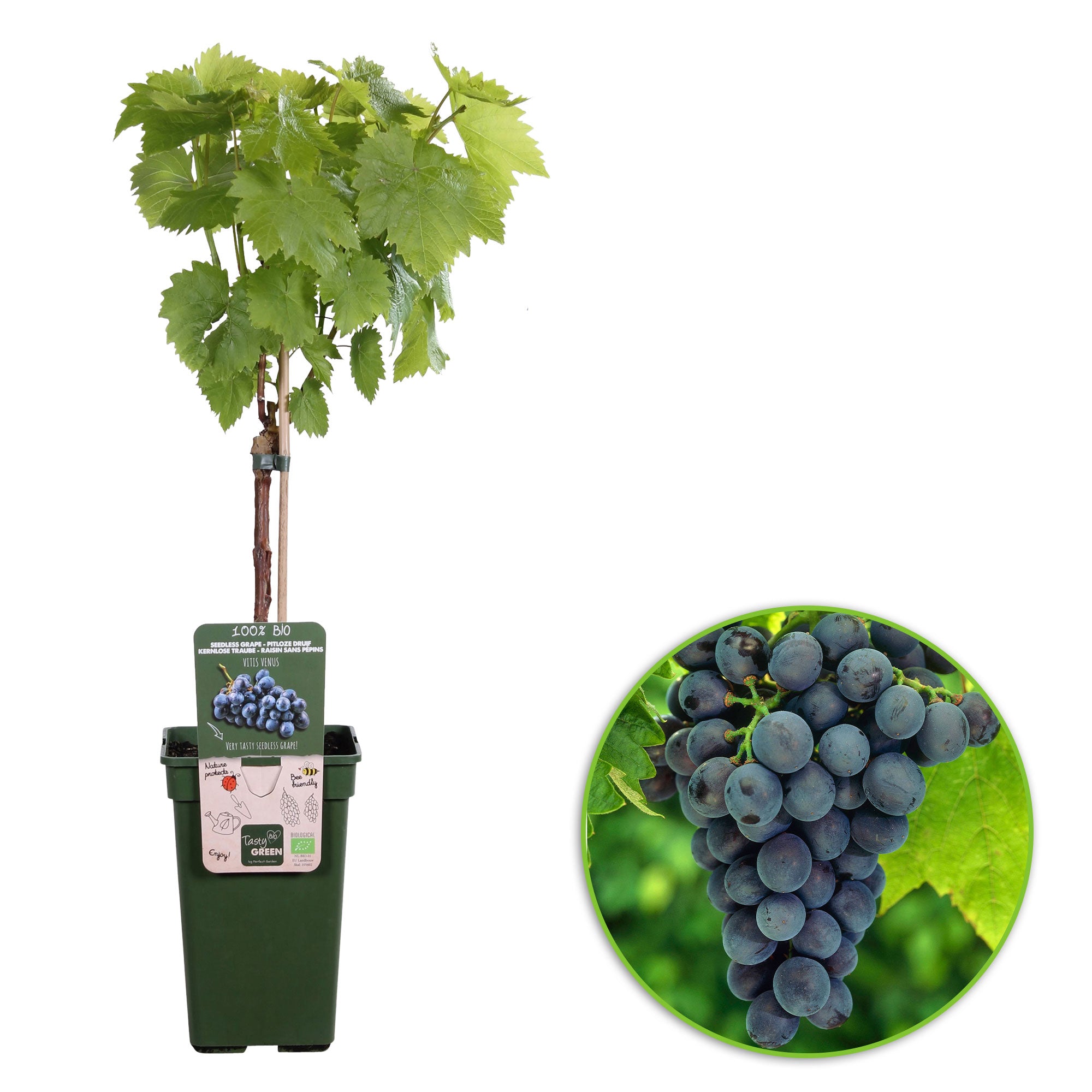 Kernlose Weinrebe Tafeltraube Venus