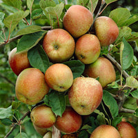 Apfelbaum Malus domestica 'Rode Boskoop' Weiß-Rot-Grün - Bio - Winterhart