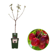 Zwerg-Kirschbaum Prunus avium 'Regina' Grün-Rot-Weiß - Bio - Winterhart