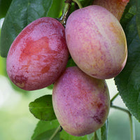Pflaumenbaum Prunus domestica 'Opal' Grün-Blau - Bio - Winterhart