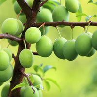 Pflaumenbaum Prunus domestica 'Reine-claude Vert' - Bio - Winterhart