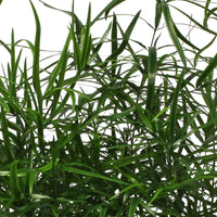 Spargelpflanze Asparagus falcatus