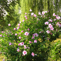 Straucheibisch syriacus Rosa-Lila - Winterhart