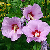 Straucheibisch syriacus Rosa-Lila - Winterhart