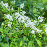 Immergrüne Rainweide Ligustrum ovalifolium - Winterhart