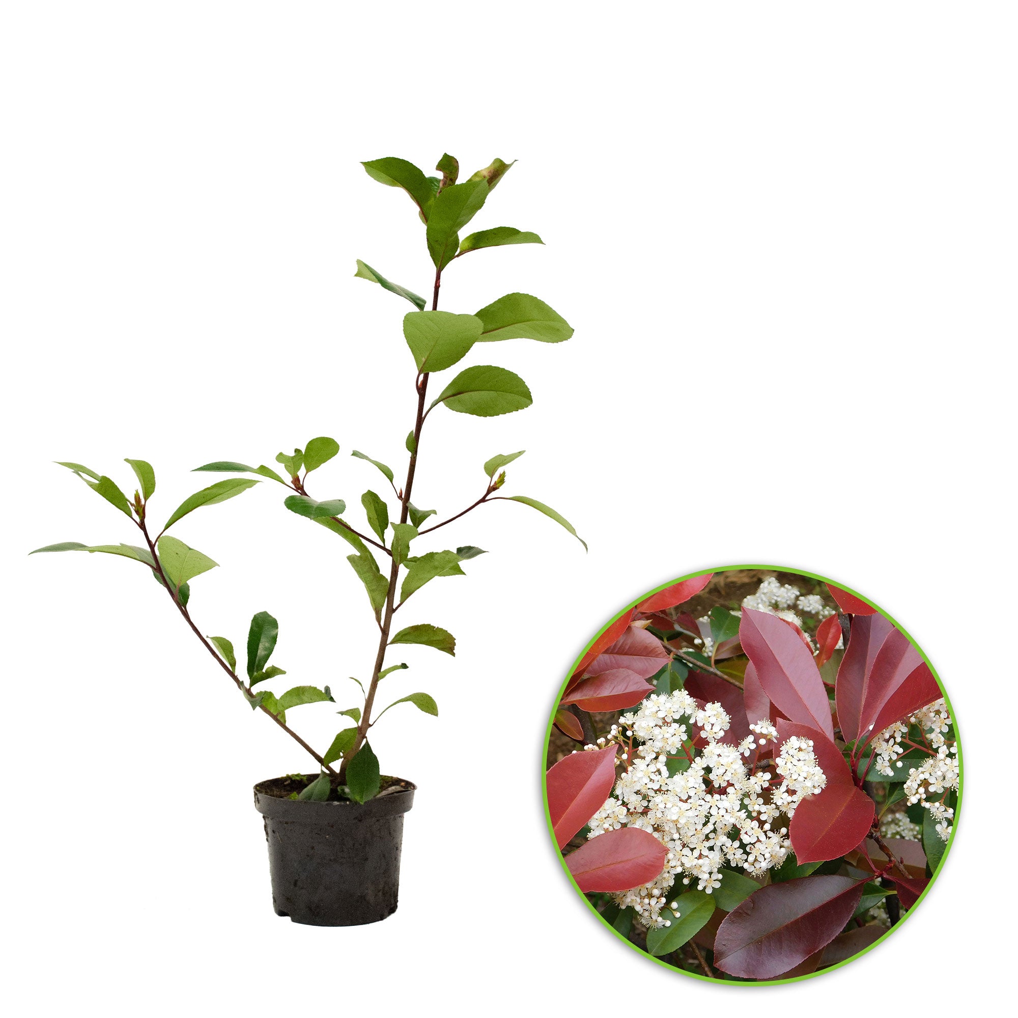 photinia fraseri winterhart Kaufen Sie jetzt Heckenpflanze Glanzmispel Photinia fraseri 'Red Robin' -  Winterhart kaufen