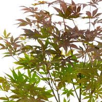 Japanischer Ahorn Acer palmatum 'Atropurpureum' inkl. quadratischer Rattankorb - Winterhart