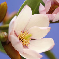 Magnolie Michelia hybride 'Fairy Magnolia Blush' inkl. Artstone Topf Bola, schwarz - Winterhart