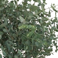 Gummibaum Eucalyptus gunnii 'Azura' inkl. quadratischer Rattankorb - Winterhart