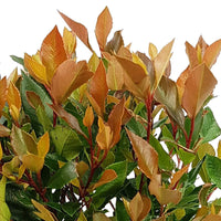 3x Glanzmispel Photinia x fraseri 'Chico' inkl. Capi Topf Urban Smooth, grau - Winterhart