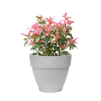 Glanzmispel Photinia serratifolia 'Pink Crispy' inkl. Elho Topf Vibia Campana, grau - Winterhart