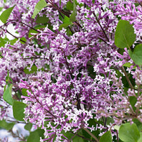 Syringa Bloomerang® 'Dark Purple' Lila inkl. Dekotopf - Winterhart