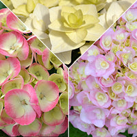 3x Bauernhortensie Hydrangea 3x Bauernhortensie Hortensie Hydrangea - Mischung 'Doppio Pleasure' rosa-lila-weiβ Rosa-Lila-Weiß
