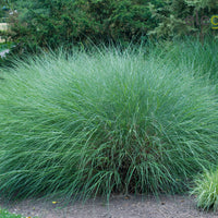 Chinagras Miscanthus 'Gracillimus' weiβ