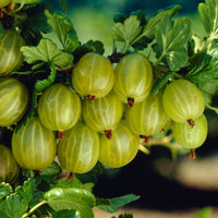 Stachelbeere Ribes 'Lady Sun' Gelb-Weiß - Bio