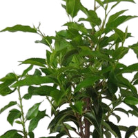 Lorbeerkirsche Prunus 'Novita' – wurzelnackt - Winterhart