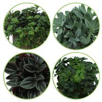 4x Grüne Zimmerpflanzen - Mischung 'Eden Collection' inkl. Ziertöpfe und Pflanzenständer
