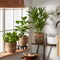 3x Luftreinigende Zimmerpflanzen - Mischung inkl. Ziertöpfe + Plateau