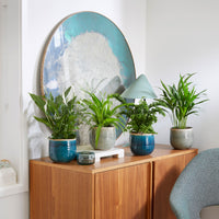 4x Luftreinigende Zimmerpflanzen - Mischung inkl. Ziertöpfe, grün und blau