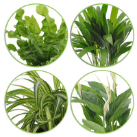 4x Luftreinigende Zimmerpflanzen - Mischung inkl. Ziertöpfe, grün und blau