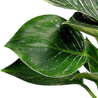 Philodendron 'Frosty'
