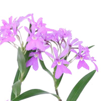 Orchidee Epidendrum 'Panama' Lila inkl. Dekotopf