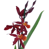 Orchidee Burrageara 'Chayenne' Rot