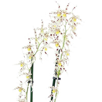 Orchidee Odontoglossum naevium Lila-Weiß