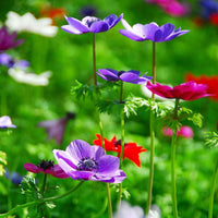 100x Anemone Anemone - Mischung 'De Caen'
