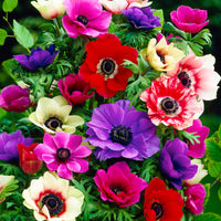 100x Anemone Anemone - Mischung 'De Caen'