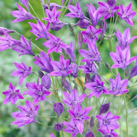 100x Triteleia ixioides 'Queen Fabiola' blau