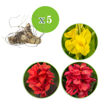 5x Indisches Blumenrohr Canna - Mischung gelb-rot-orange